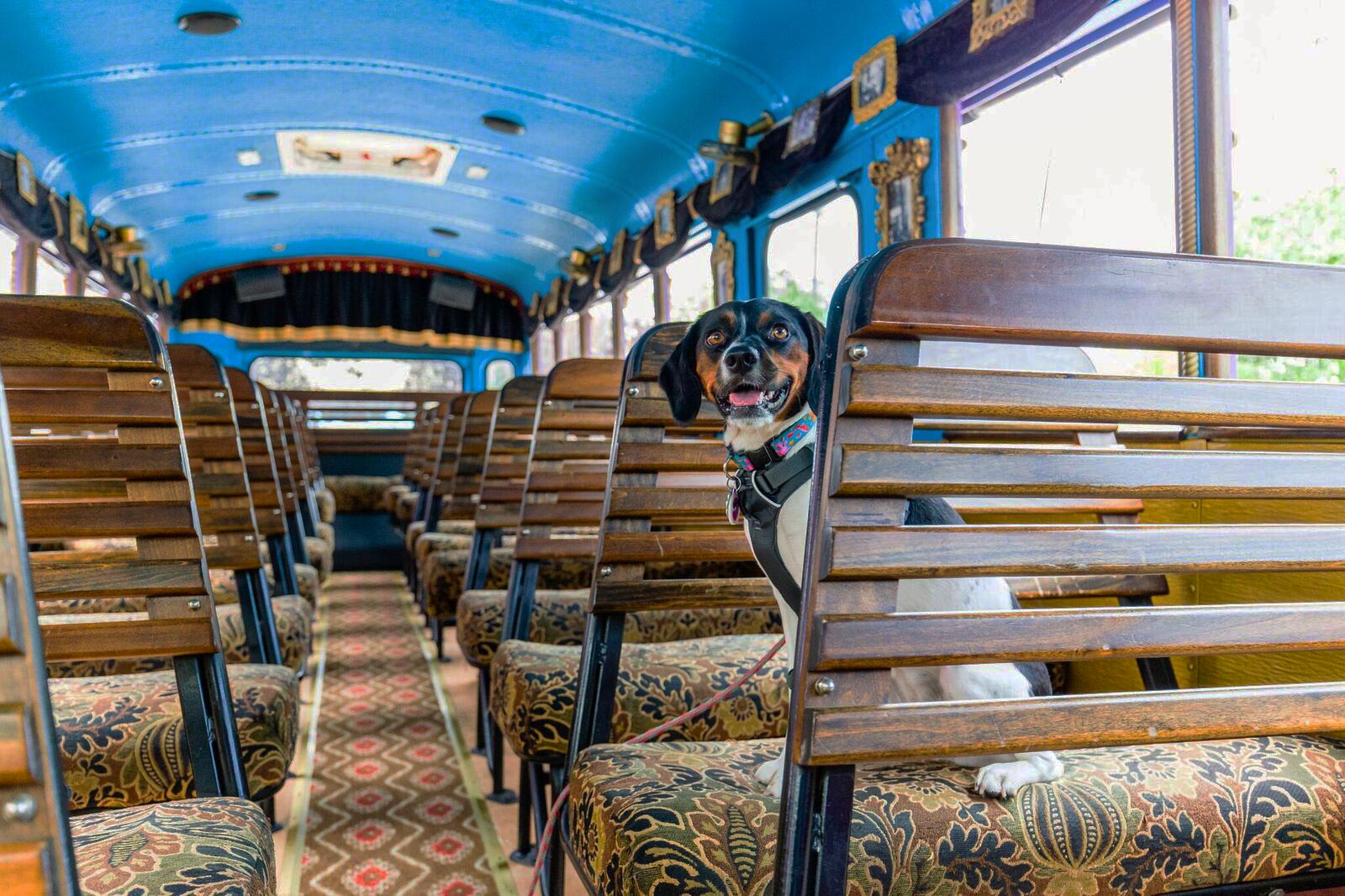 Comedy Bus Tour - Beagle sits inside a LaZoom Bus for Dog Friendly Tours in Asheville and Charlotte.
